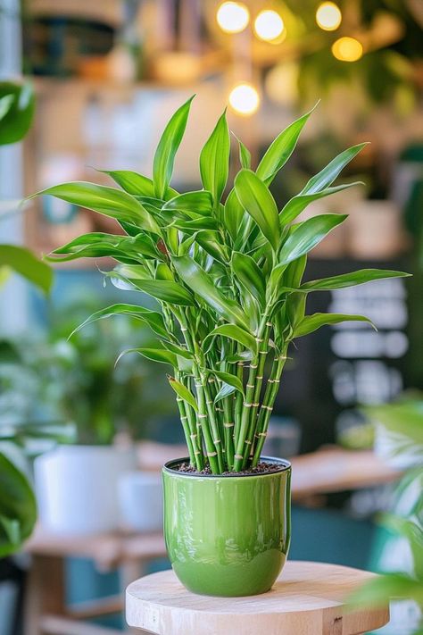 Lucky Bamboo (Dracaena sanderiana) is a delightful and vibrant addition to any home or office! 🎍🌿 Known for its elegant, spiral-shaped stems and easy care, this plant is a beautiful blend of aesthetic appeal and symbolic luck. Low maintenance and bursting with charm, Lucky Bamboo is perfect for adding a touch of greenery and good fortune to your space. Indulge in this stylish twist on indoor plants today! 🌱✨ #LuckyBamboo #IndoorPlants #GoodFortune #GreenLiving Bamboo Plant Indoor, Bamboo Living Room, Indore Plants, Inside Plants Decor, Floating Gardens, Dracaena Sanderiana, Room Plants, Lucky Bamboo Plants, Lucky Plant