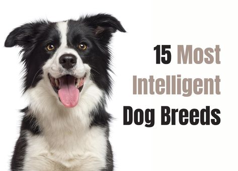 Everyone loves a smart pooch but which dog breeds are actually the most intelligent? Let’s go over the 15 smartest dogs here to find out. Mexican Axolotl, Rhodesian Ridgeback Puppies, Smartest Dogs, Smartest Dog Breeds, Shepherd Dog Breeds, Puppy Proofing, Long Haired Dogs, Rescue Puppies, Malinois Dog