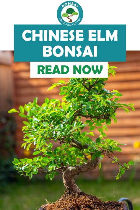 The Chinese Elm Bonsai is definitely one to add to your ever-growing bonsai collection. It’s known for its stunning appearance and ease of care, and because of this it has become incredibly popular among bonsai enthusiasts worldwide. Taking care of a Chinese Elm Bonsai does require some knowledge and effort on your part, so let’s get into how to take care of this beautiful bonsai tree! Bonsai Chinese Elm, Chinese Elm Tree, Bonsai Collection, Chinese Elm Bonsai, Elm Bonsai, Growing Bonsai, Bonsai Care, Bonsai Tree Care, Beautiful Bonsai