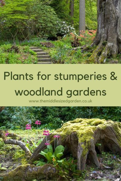 Plants for woodland gardens and stumperies #middlesizedgarden Landscaping Edge Of Woods, Woodland Rock Garden, Wild Woodland Garden, Small Woodland Garden Design, Woodland Garden Path Ideas, Shady Woodland Garden, Natural Forest Landscaping, Woodland Flower Garden, Secret Woodland Garden