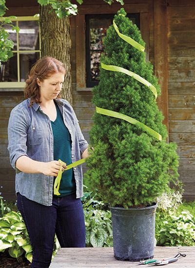 How to create a spiral topiary: Save money by learning how to create your own spiral topiary and provide your garden with a focal point that you can be proud of. Spiral Topiary, Boxwood Landscaping, Outdoor Topiary, Topiary Diy, Garden Topiary, Spiral Tree, Topiary Plants, Topiary Garden, Topiary Trees