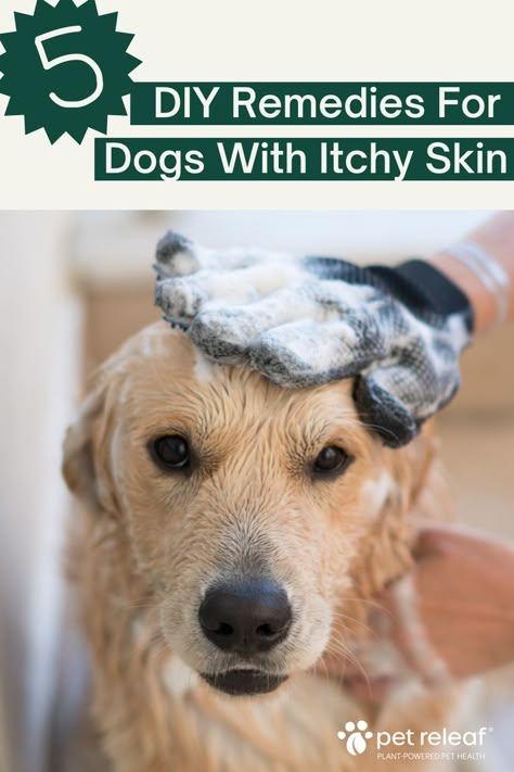 golden retriever being scrubbed with soap. text says "5 diy remedies for dogs with itchy skin" Natural Dog Spray For Itching, Dog Sensitive Skin Remedy, Anti Itch Remedy For Dogs, What Can I Do For My Dogs Itchy Skin, How To Help My Dog Stop Itching, Homemade Itch Relief For Dogs, How To Treat Dogs Itchy Skin, My Dog Has Dry Itchy Skin, Shampoo For Dogs With Itchy Skin