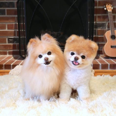 Boo The Cutest Dog, Baby Pomeranian, Pomeranian Boo, Boo Dog, Boo And Buddy, World Cutest Dog, Teddy Bear Puppies, Boo The Dog, Dog World