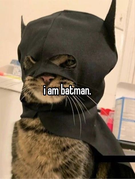 Batman Cat, Batman Love, Funny Looking Cats, Funny Beach, Batman Pictures, Batman Spiderman, I Am Batman, I'm Batman, Batman And Catwoman