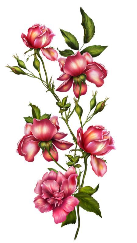 Rosé Png, Botanical Flower Art, Flora Flowers, Flowers Instagram, Digital Flower, Flower Bunch, Victorian Flowers, Pola Sulam, Flower Art Images