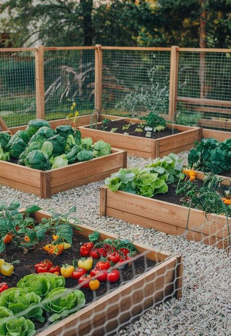 House With Vegetable Farm, Vege Garden Inspiration, Gardens Ideas Backyard Vegetable, Gardening Bed Ideas, Farmhouse Vegetable Garden, Garden Aesthetic Ideas, Enclosed Vegetable Garden Design, Enclosed Garden Design, Vegetable Garden Design Backyard