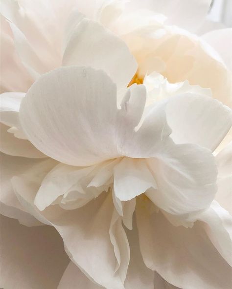 Hegia de Boer в Instagram: «Untainted beauty, my peony.. 🕊» On Instagram, White, Instagram