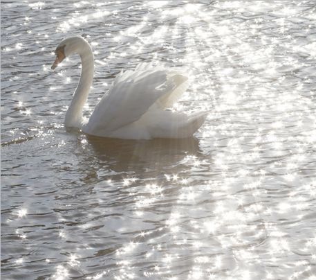 Aphrodite Cabin, Cabin Aesthetic, Swan Song, White Swan, Princess Aesthetic, Swan Lake, Black Swan, White Aesthetic, Swans