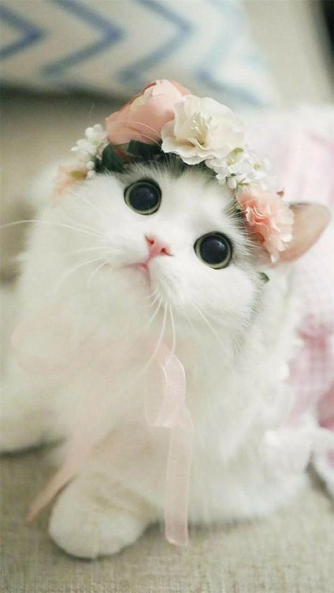 OMG! This is so beautiful. sooooo cute. Beautiful Kittens, Söt Katt, Baby Animals Pictures, Cute Cat Wallpaper, Cute Cats And Kittens, Cute Animal Pictures, Cute Kittens