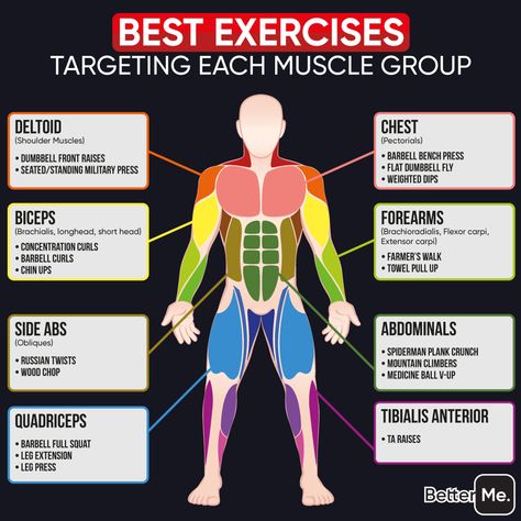 Muscle Target Exercises, Target Muscle Workouts, Muscle Targeting Workouts, Target Muscle Groups, Main Muscle Groups, Major Muscle Groups Workout, Deltoid Muscle Exercises, Muscle Groups Anatomy, Arm Muscle Groups