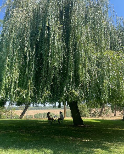 Centenary Weeping Willow #tree #garden⁠ #willow⁠ #julyvibes #francetourisme #francetravel #chateauderiolas #chateaulife Huge Willow Tree, Cherry Blossom Willow Tree, Willow Tree In Backyard, Willow Tree In Front Yard, Weeping Willow Backyard, Weeping Willow Tree Backyard, Willow Tree Garden Backyards, Willow Tree House, Willow Tree Proposal