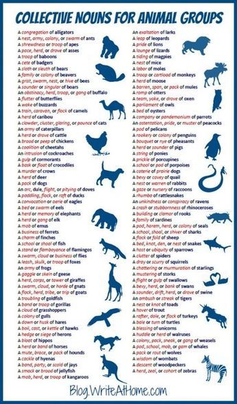 Groups Poster, Collective Nouns, Literacy Resources, Animal Groups, English Writing Skills, English Writing, Writing Words, English Vocabulary Words, English Lessons