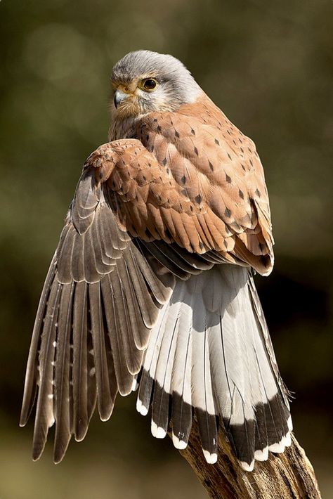 Arte Pin Up, Animal Study, Bird Wings, Kestrel, Pretty Animals, Pretty Birds, Birds Of Prey, Bird Photography, Wild Birds