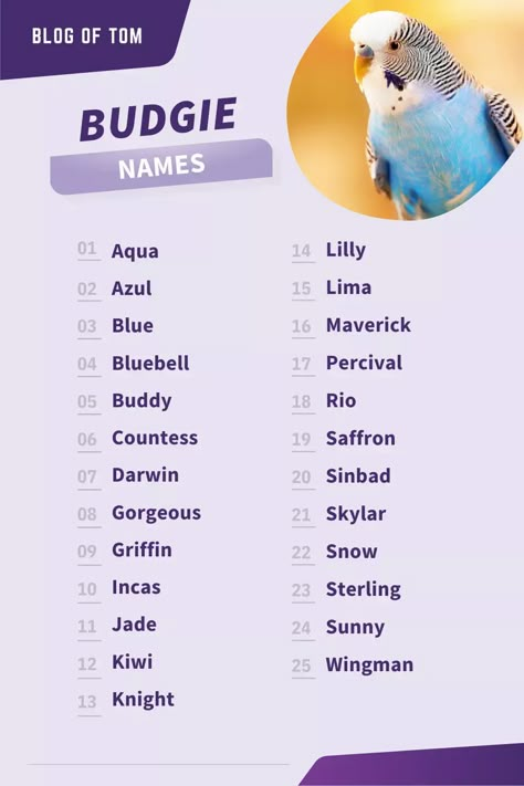 Looking for a name for your budgie? Check out this huge list of over 1300 names that are perfect for male or female budgies. From popular names to unique ones, you're sure to find the perfect one for your new feathered friend! #budgienames #petbirdnames #birdnames Bird Pet Names, Parakeet Names List, Names For Pet Birds, Cute Parakeet Names, Bird Names For Babies, Unique Animal Names, Names For Parrots, Bird Names Ideas, Parrot Names