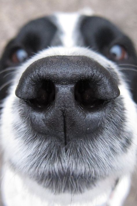 If you know what a healthy dog nose looks like, you'll be able to better tell when something's wrong with your pet. Two experts offer their advice about the many facets of a dog's nose. When your dog wakes you up in the morning with a big kiss, but their ... Dog Sneezing, Classic Vodka Cocktails, Parts Of The Nose, Need Attention, Dry Nose, Spoiled Dogs, Coconut Health Benefits, Big Kiss, Dog Nose