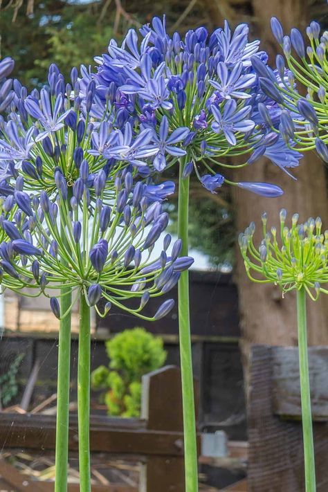 How to Grow and Care for Agapanthus | Gardener’s Path Agapanthus Garden, Agapanthus Blue, Agapanthus Plant, Blue Flowers Garden, Porch Landscaping, Front Garden Design, Rock Garden Landscaping, Garden Pictures, Chelsea Flower Show