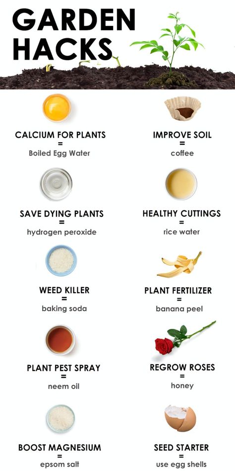 Garden Remedies, Gardening Projects, Vegetable Garden Planning, Plant Pests, Plant Care Houseplant, Garden Hacks, Vegetable Garden Diy, Plant Hacks, Plant Nutrients