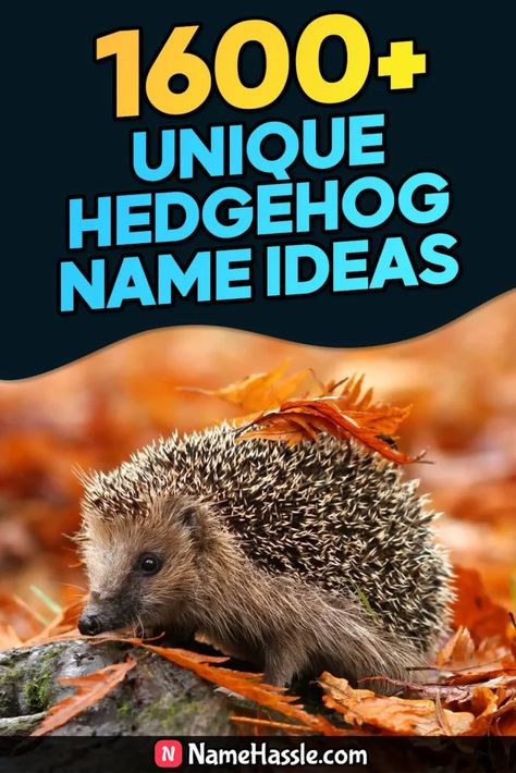 Cool And Funny Hedgehog Names Ideas (Generator) Names For Hedgehogs, Cute Hedgehog Names, Hedgehog Name Ideas, Hedgehog Names, Maple Marshmallows, Names Generator, Funny Hedgehog, Baby Hedgehog, Classic Names