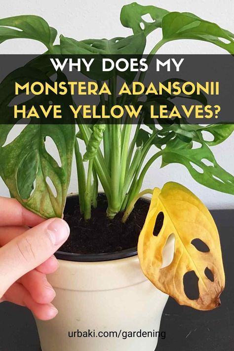 If the leaves on your Monstera adansonii plants turn yellow, this is a sign that something is wrong. To help them, you must first identify the reason and find a way to fix it. Monstera adansonii leaves turn yellow with improper watering, light, and fertilizers. Unfiltered water that contains harsh chemicals can also cause this problem. However, in rare cases, pest and disease infestation can leave yellow spots on Monstera adansonnii foliage. In the video below, you will learn a number of... Yellowing Monstera Leaves, Monstera Leaves Turning Yellow, Monstera Plant Problems, Monstera Adansonii Care, Yellow Leaves On Plants, Plant Leaves Turning Yellow, Monstera Plant Care, Houseplant Collection, Plants Monstera