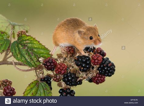 Download this stock image: A European Harvest Mouse eating Blackberries - DFYE7K from Alamy's library of millions of high resolution stock photos, illustrations and vectors. Blackberry Vine Tattoo, Mouse And Strawberry, Blackberry Vine, Blackberry Tattoo, Mouse Eating, Harvest Mouse, Mouse Tattoos, Fox Painting, Vine Tattoos