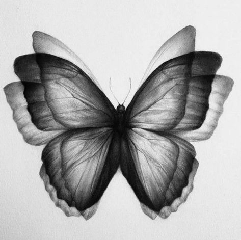 Nabi Tattoo, Monarch Butterfly Tattoo Black And White, Tattoo Style Drawings, Butterfly Drawing, Dream Tattoos, Art Tattoos, Black Butterfly, Creative Tattoos, Tattoo Stencils