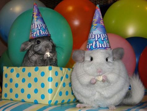 Chinchilla Birthday Party. The one on the left is saying, "Oh hey, sup dude? Crazy party huh?" Happy Birthday Animals, Animal Captions, 밈 유머, A Hamster, Chinchillas, Cute Critters, Cute Animal Pictures, Animal Birthday, Hamsters