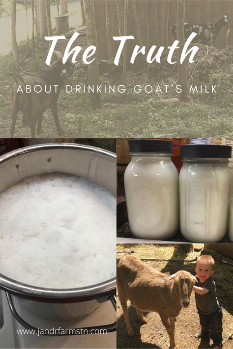 Read about why we choose to milk our own goats. Our family loves fresh, raw milk! Learn the truth about how goat’s milk tastes and the benefits of drinking it. #goatmilk #rawmilk #homedairy #homesteading #goat Milk Kefir Benefits, Old Fashioned Skills, Goat Kefir, Goat Milk Benefits, Benefits Of Goat Milk, Kefir Benefits, Goat Milking, Goat Milk Recipes, Goat Recipes