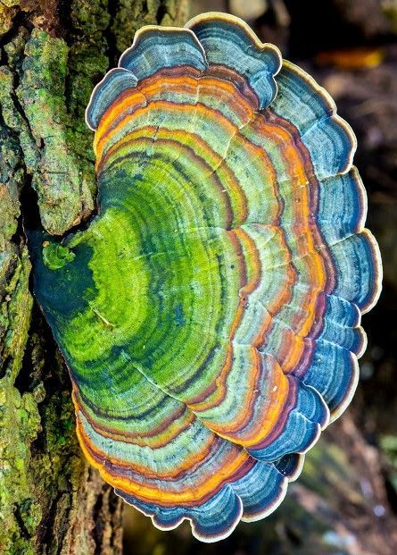 This image is from the book "Mushrooms of Hawai'i by Don Hemmes and Dennis Desjardin. I have rotated the image to better see the fine color gradations. which were hard to see in the horizontal view,. More about the book at link below. It can be ordered on Amazon Mushroom Pictures, Plant Fungus, Mushroom Fungi, Wild Edibles, Wild Food, Mushroom Art, Wild Mushrooms, Natural Forms, Patterns In Nature