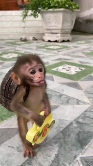 Cheddar Chips, Monkey Funny Videos, Funny Monkey Pictures, Funny Monkeys, Cute Monkey Pictures, Monkey Cute, Cute Monkeys, Baby Monkeys