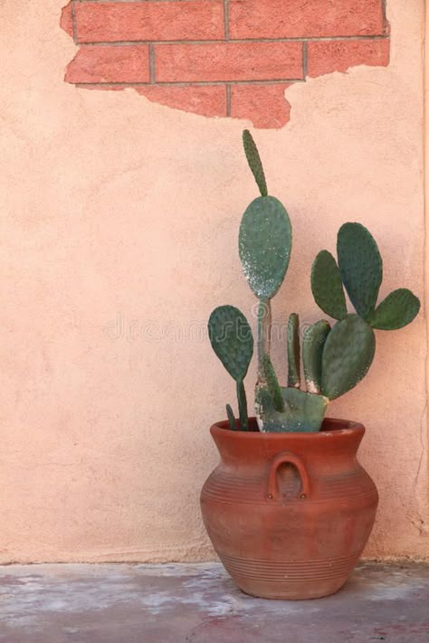 Cactus in Terra Cotta Pot. Prickly pear cactus in terra cotta pot with exposed b #Sponsored , #Affiliate, #PAID, #Cotta, #Cactus, #Terra, #Pot Prickly Pear Cactus In Pot, Cactus Prickly Pear, Cactus In Terracotta Pot, Prickly Pear Cactus Potted, Cactus Pots Ideas, Terra Cotta Aesthetic, Cactus Terracotta, Cactus Mexico, Terra Pot