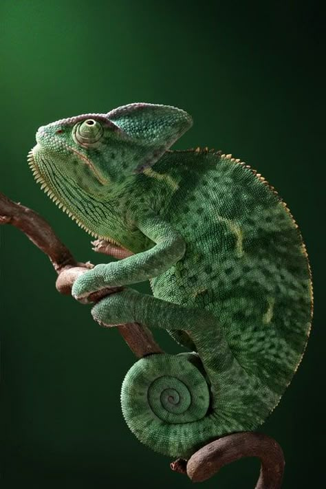 Reptiles and amphibians photographed by Igor Siwanowicz Chameleon Photography, Chameleon Art, Cute Reptiles, Chameleons, Animal Reference, Animal References, Animal Sketches, Reptiles And Amphibians, Weird Animals