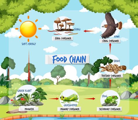 Forest Background Illustration, Food Chain And Food Web, Food Chain Diagram, Food Chain Worksheet, Frozen Cards, Train Projects, Attendance Sheet, Handmade Poster, Forest Ecosystem