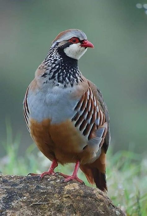 Red Legged Partridge, Partridge Bird, Creepy Animals, Quails, World Birds, Rare Birds, Game Birds, Nature Birds, Bird Drawings