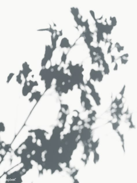 Shadow of leaves on a white wall | free image by rawpixel.com Black And White Shadow, Png Shadow, Leaves Shadow, Plant Shadow, Shadow Png, Shadow Flower, Wall Shadow, Leaf Shadow, Shadow Tree