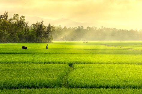 Rice Field Painting, Fairy City, Graphic Background Design, Crop Insurance, 3840x2160 Wallpaper, Crop Field, Minimal Landscape, Dark Green Wallpaper, Field Wallpaper