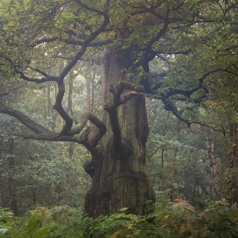 Dark Naturalism, Fairy Grunge Aesthetic, Dark Fairycore, Sherwood Forest, Forest Photography, Forest Fairy, Dark Forest, Nature Aesthetic, Pretty Places