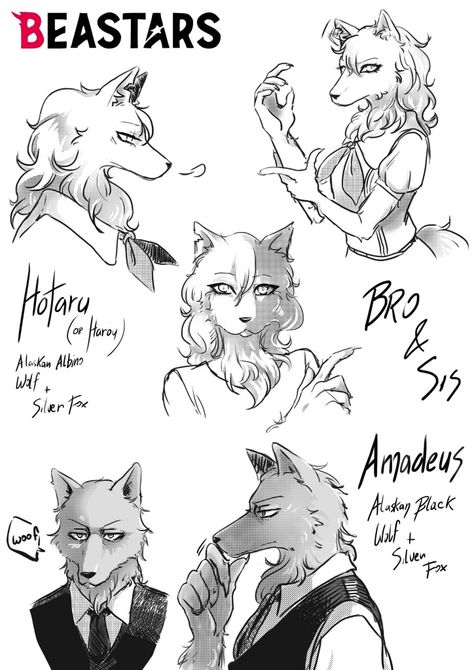 Beastars Character Design, Beast Stars Oc, Bear Oc Human, Werefox Character Design, Beastars Oc Wolf, Beastars Characters, Beastars Oc, Wolf Oc, Oc Template