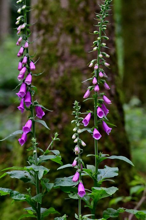 Flowers In A Forest, Forest Flowers Drawing, Forest Flowers Aesthetic, Flower In Forest, Foxglove Tree, Enchanted Forest Aesthetic, Flowers In The Woods, Forest With Flowers, Forest Reference