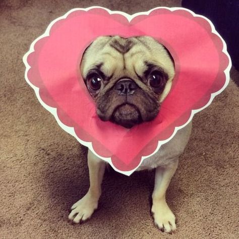 http://europug.eu/ debramariedesigns: Happy valentines day from the valentine pug!... Pug Valentine, Funny Pugs, Pug Pictures, Pug Puppies, Dog Valentines, Happy Puppy, Funny Dog Pictures, A Pug, Pug Lover