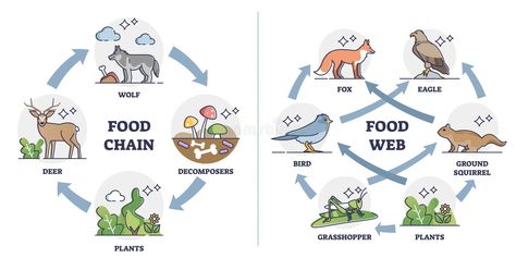 Simple Food Web, Food Webs Projects, Food Chain Diagram, Food Web Activities, Food Definition, Food Web Design, Food Web, Weddings By Color, Food Chain