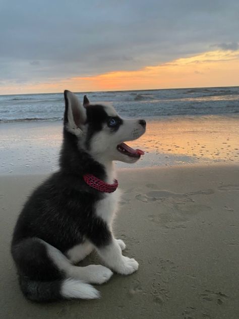 Puppies Husky, Baby Huskies, Cute Husky Puppies, Husky Puppies, Cute Dogs Images, Really Cute Puppies, Gifts Amazon, Cute Husky, Siberian Husky Puppies