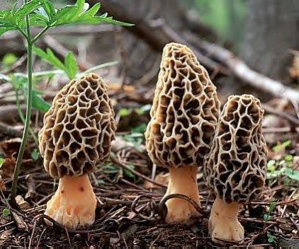 How to Find and Identify Morel Mushrooms. Excellent, thorough article from WildFoodism Morel Mushroom Hunting, Mushroom Seeds, Mushroom Identification, Mushroom Spores, Morel Mushrooms, Mushroom Pictures, Lichen Moss, Morel Mushroom, Edible Mushrooms