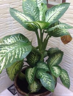 A-Z List Of House Plants - Common and Scientific Names Common House Plants, Tall Indoor Plants, Low Light House Plants, Popular House Plants, Indoor Plants Low Light, Easy House Plants, Low Light Indoor Plants, Tropical House Plants, Plant People