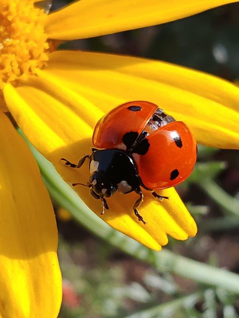 Flora And Fauna Photography, Ladybird Drawing, Ladybug Photography, Flying Ladybug, Fauna Photography, Ladybug Pictures, Insect Sculpture, Bug Photography, Photography 4k