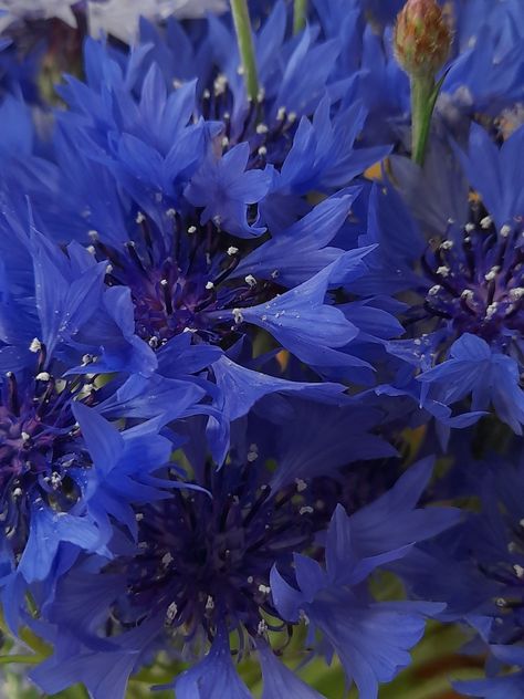 Indigo Flowers Aesthetic, Cornflower Aesthetic, Cornflower Blue Aesthetic, Bronze Aesthetic, Cornflower Flower, Indigo Aesthetic, Rainbow Wallpapers, Indigo Flowers, Indigo Flower