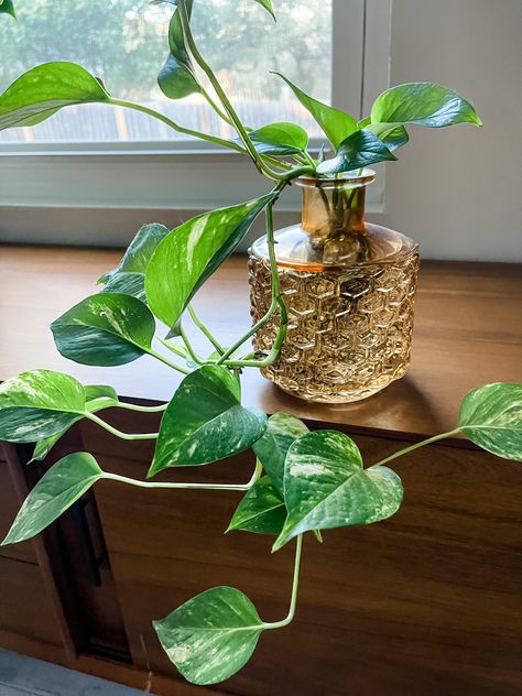 Pothos Indoor, Pothos Plant Decor, Hanging Plant Ideas, Plant Aesthetics, Pothos In Water, Plants Grown In Water, Plant Centerpieces, Easy Indoor Plants, Plant In Glass