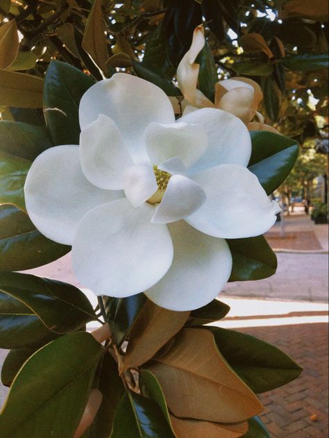 Savannah, georgia, magnolis, bloom, flowers Magnolia Flower Aesthetic, Magnolia Wedding Flowers, Magnolia Bouquet, Magnolia Wedding, Flower Blooming, Magnolia Flower, Hopes And Dreams, Favorite Flowers, Bouquet Of Flowers