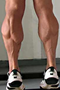 Calf Muscles – Pathology, Strain, Muscular Calves, Leg Muscle, Ready To Receive, Authentic Life, Beefy Men, Living Books, Calf Muscles, Leg Muscles, Chicken Legs