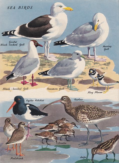 Shorebirds illustration Sea Bird Illustration, Seabirds Painting, Pub Wall Decor, Shore Birds, Coastal Birds, Bird Identification, Science Illustration, Bird Poster, Kinds Of Birds