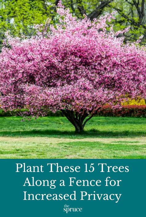 These are the best 15 trees for adding privacy above your fence and color and structure to your outdoor spaces. #privacyplants #curbappealideas #gardeningadvice #howtogrow #plantparenttips #thespruce Mixed Tree Privacy Screen, Trees By Fence, Best Tree For Privacy Fence, Trees For Front Yard Privacy, Pine Tree Privacy Landscaping, Fenced In Backyard Landscaping, Natural Looking Privacy Landscaping, Trees To Plant For Privacy, Flowering Trees Zone 5